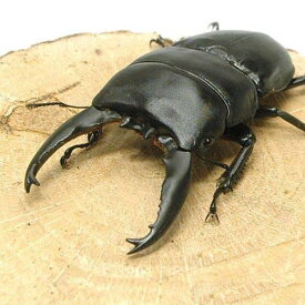 （昆虫）アルキデスヒラタクワガタ　長歯型　スマトラ　アチェ産　成虫（WC）85～89mm（1ペア）　北海道・九州航空便要保温