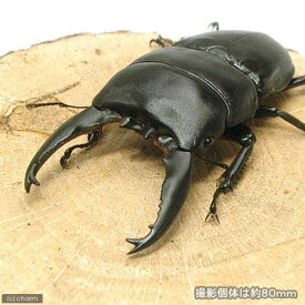 （昆虫）（B品）アルキデスヒラタクワガタ　長歯型　スマトラ　アチェ産　成虫（WC）80～84mm（1ペア）　北海道・九州航空便要保温