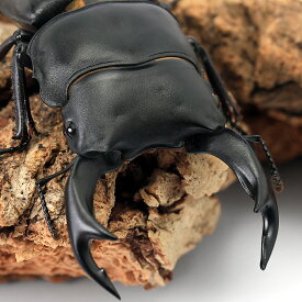 （昆虫）国産オオクワガタ　産地累代数不明　成虫　60〜64mm（1ペア）　北海道・九州航空便要保温