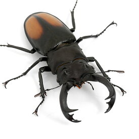（昆虫）セアカフタマタクワガタ　スマトラ　ベンクール産　成虫（WC）65～69mm（1ペア）　北海道・九州航空便要保温