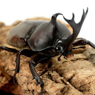 （昆虫）（オス単品）国産カブトムシ　成虫　WD　サイズフリー（1匹）