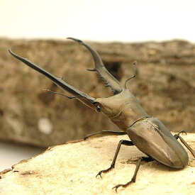 （昆虫）メタリフェルホソアカクワガタ　ペレン産　成虫（WC）75～79mm（1ペア）　北海道・九州航空便要保温