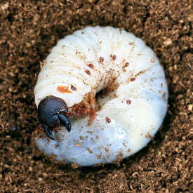 （昆虫）グラントシロカブト　アリゾナ産　幼虫（3令）（1ペア）　外国産カブトムシ　北海道・九州航空便要保温