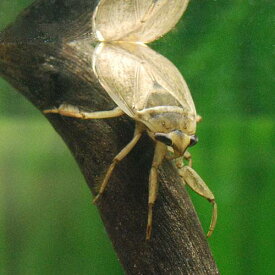 （昆虫）コオイムシ　成虫（5匹）　北海道・九州航空便要保温