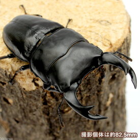 楽天市場 チャーム クワガタ 1ペアの通販