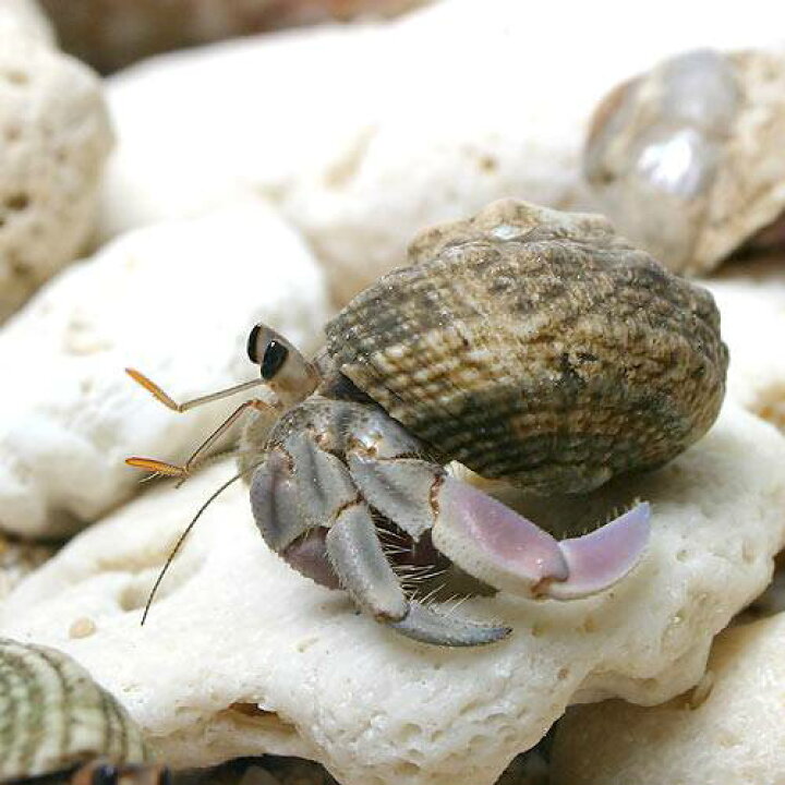 マルカン ヤドカリのエサ皿 ココナッツランド ペッツマム