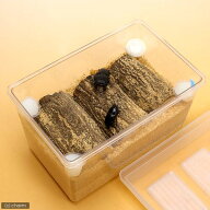 オオクワガタ産卵セット　器具のみ　説明書付き　昆虫　飼育セット　プロゼリー　マット　産卵木　関東当…