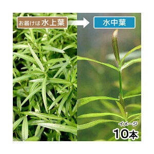 ijPjICOTspDIWitji_ji10{j