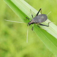 （昆虫）スズムシ　鈴虫　成虫　CB（5ペア）