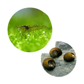 楽天市場 ミナミヌマエビ 飼育 セットの通販 楽天市場 ミナミヌマエビ 飼育 セットの通販