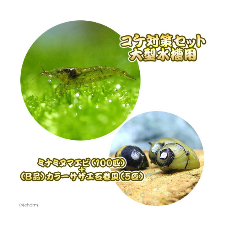 楽天市場 エビ 貝 コケ対策セット 大型水槽用 ミナミヌマエビ １００匹 ｂ品 カラーサザエ石巻貝 ５匹 北海道 九州航空便要保温 Charm 楽天市場店