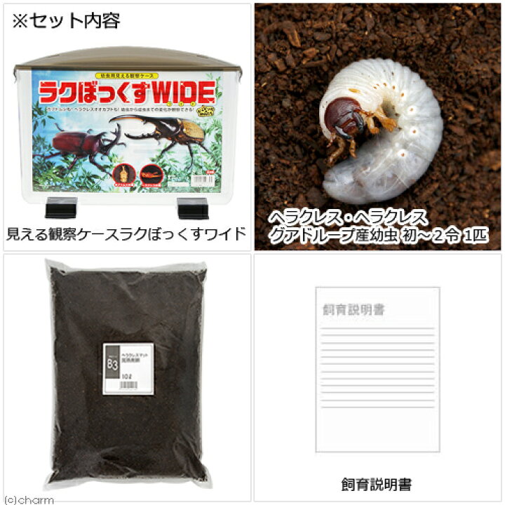 見える観察ケース ラクぼっくす カブトムシ用品通販