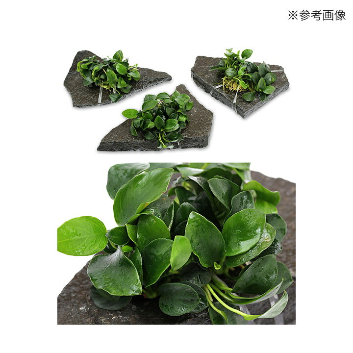 楽天市場 モス活着用バンド 20本入 水草 モス コケ 着生蘭 関東当日便 Charm 楽天市場店 楽天市場 モス活着用バンド 20本入 水草 モス コケ 着生蘭 関東当日便 Charm 楽天市場店