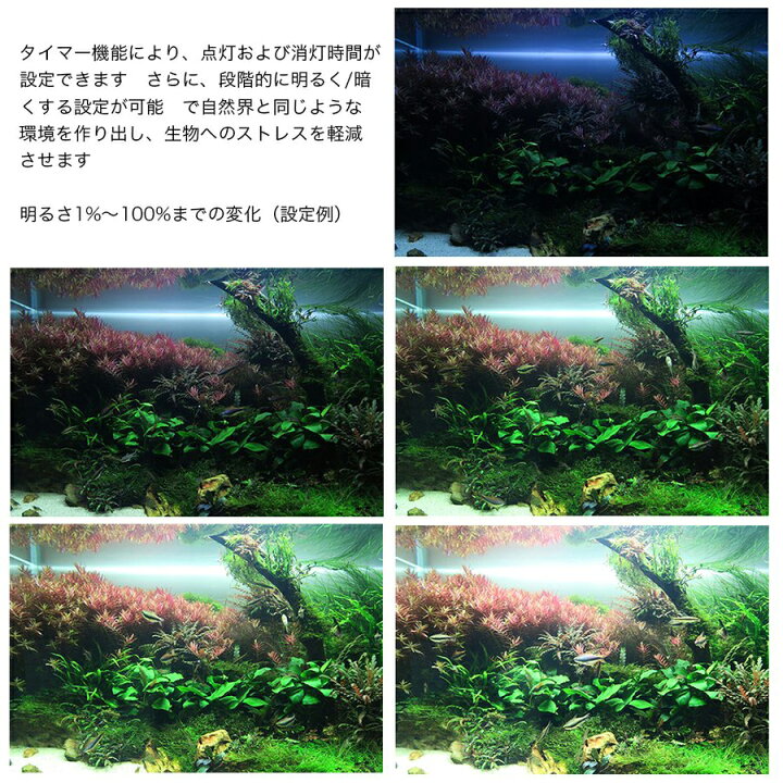 楽天市場】Chihiros LED VIVID2 ブラック 10周年  