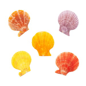 Lk@VFRNV@qIEMKC@܂J[@MTCY@Жʃ^Cv@5@`󂨔C@֓