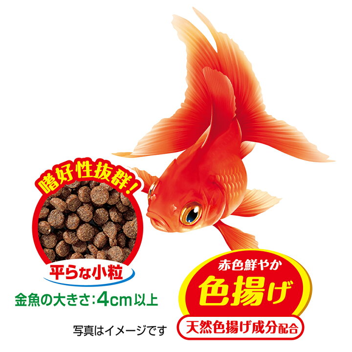 楽天市場 ｇｅｘ 金魚元気 やさしい プロバイオフード５２ｇ 関東当日便 Charm 楽天市場店