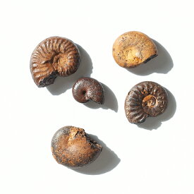形状お任せ　アンモナイトの化石　5個　ヘマタイト化　ジュラ紀　モロッコ産　関東当日便