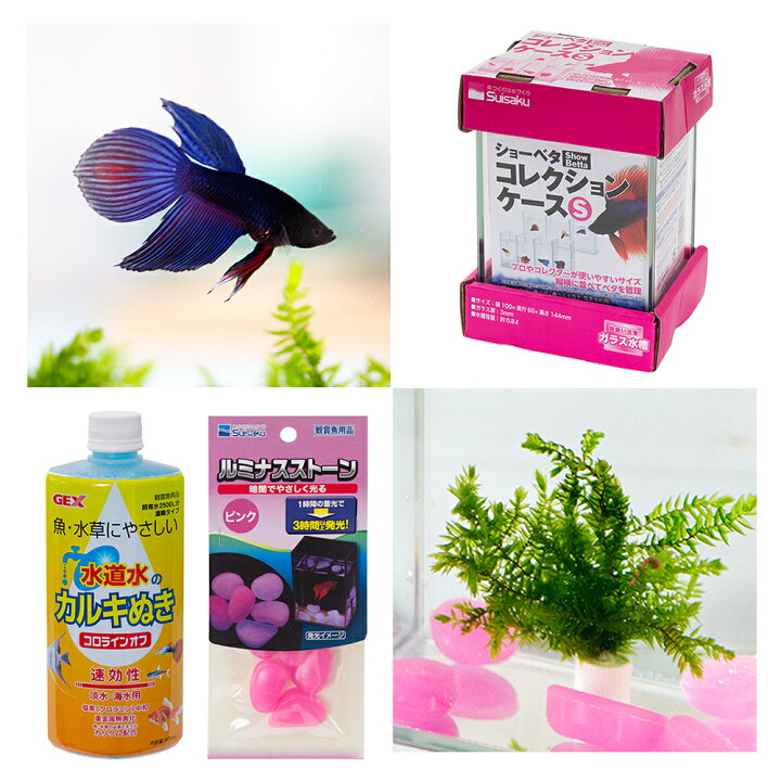 楽天市場 熱帯魚 水草 水作 ショーベタ コレクションケース sサイズ ベタと水草のセット 本州四国限定 Charm 楽天市場店 楽天市場 熱帯魚 水草 水作 ショーベタ コレクションケース sサイズ ベタと水草のセット 本州四国限定 Charm 楽天市場店