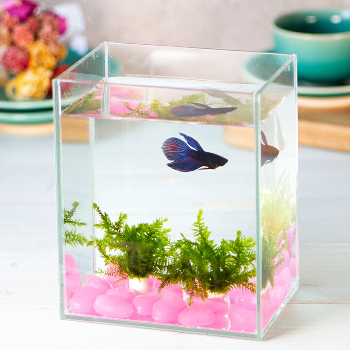 楽天市場 熱帯魚 水草 水作 ショーベタ コレクションケース ｍサイズ ベタと水草のセット 本州四国限定 Charm 楽天市場店