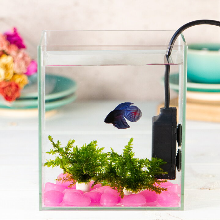 ランキングtop10 熱帯魚 水草 水作 ショーベタ コレクションケース ｌサイズ ベタと水草のセット 本州四国限定 Riosmauricio Com