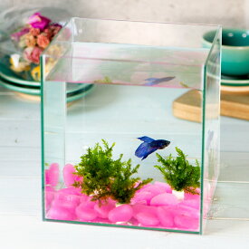 楽天市場 ベタ ヒーターの通販