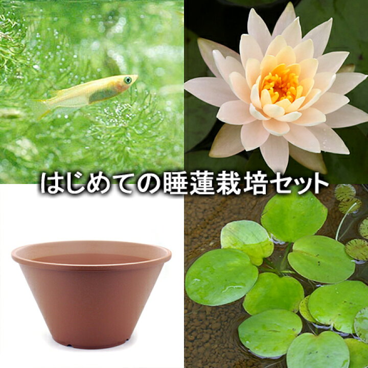 楽天市場 ビオトープ めだか はじめての睡蓮栽培セット ピーチグロー 陶鉢４４０ ヒメダカ 浮き草他 説明書付 本州四国限定 Charm 楽天 市場店