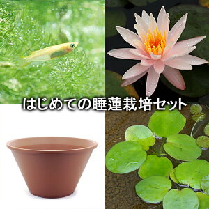 観葉植物 ヒメダカの人気商品 通販 価格比較 価格 Com