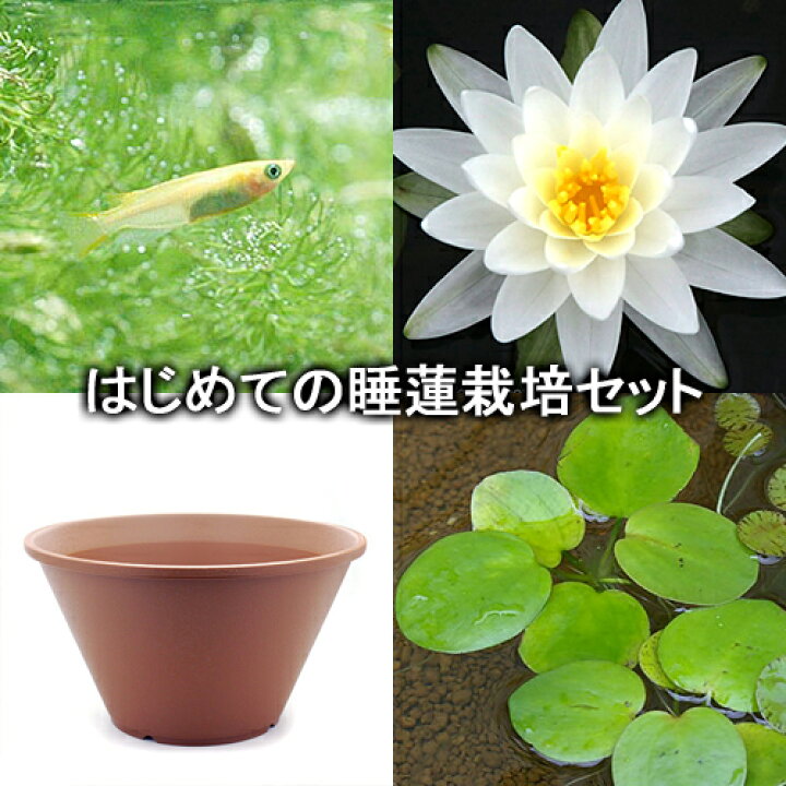 楽天市場 ビオトープ めだか はじめての睡蓮栽培セット ペリーズ ダブルホワイト 陶鉢４４０ ヒメダカ 浮草他 説明書付 本州四国限定 Charm 楽天市場店