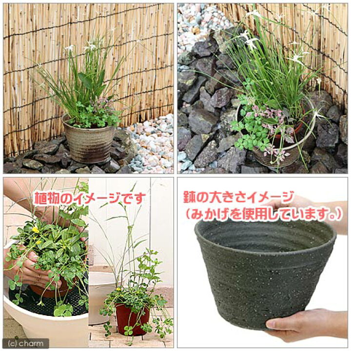 2067円 【2021秋冬新作】 ビオトープ 水辺植物 河骨 ホッカイコウホネ 北海河骨 1ポット 浮葉 2067円 【2021秋冬新作】 ビオトープ 水辺植物 河骨 ホッカイコウホネ 北海河骨 1ポット 浮葉
