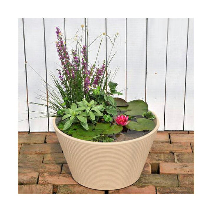 楽天市場 ビオトープ めだか はじめての睡蓮セット 睡蓮赤 メダカ睡蓮鉢ベージュ ヒメダカ 浮き草他 １セット 説明書付 本州四国限定 Charm 楽天市場店