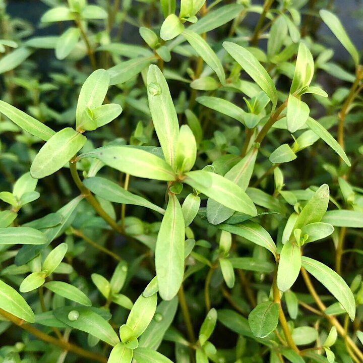 楽天市場 水草 アラグアイア レッドロタラ 水上葉 無農薬 １０本 Charm 楽天市場店