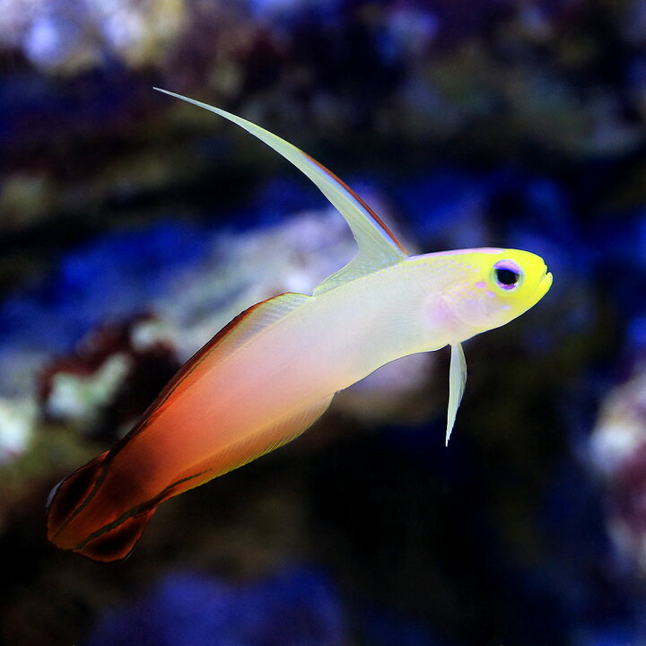 楽天市場 海水魚 ハタタテハゼ ３匹 北海道 九州航空便要保温 Charm 楽天市場店