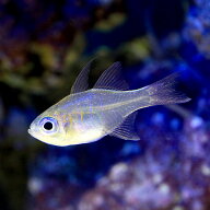 （海水魚）沖縄産　イトヒキテンジクダイ（3匹）　北海道・九州航空便要保温
