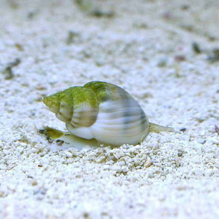 楽天市場 海水魚 貝 イボヨウバイ 底砂とその他の掃除 ２匹 北海道 九州航空便要保温 Charm 楽天市場店