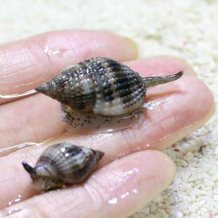 288円 魅力の 海水魚 貝 アラムシロガイ 3匹 288円 魅力の 海水魚 貝 アラムシロガイ 3匹