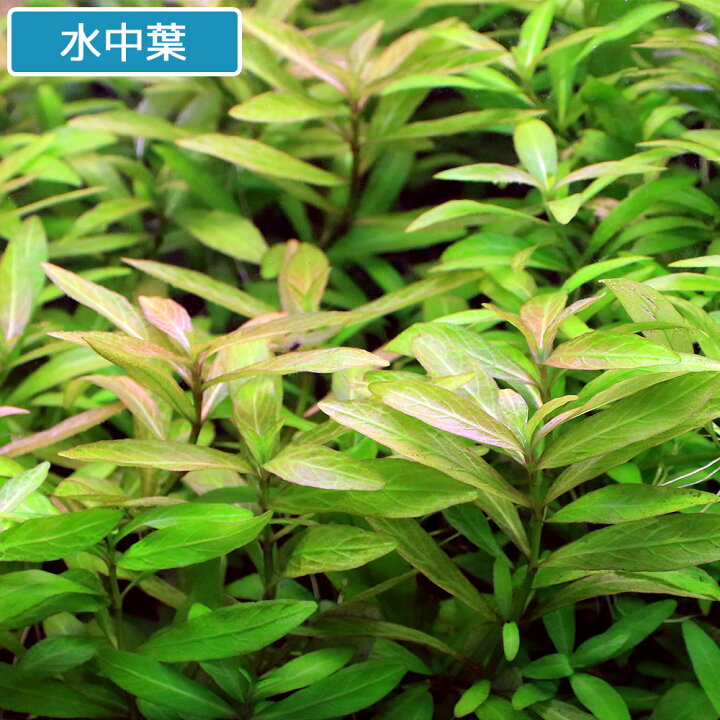 楽天市場 水草 ハイグロフィラ ポリスペルマ 水上葉 無農薬 １０本 Charm 楽天市場店
