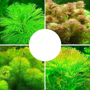 ij_JE@J{o~bNXi3^v30{j