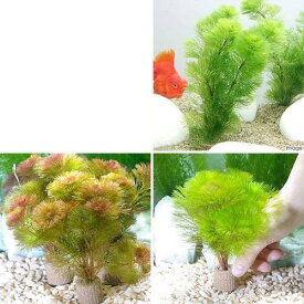 楽天市場 水草 カボンバの通販