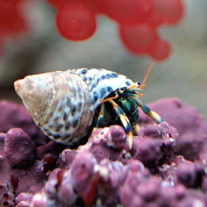 楽天市場 海水魚 ヤドカリ 沖縄産 マダラヨコバサミ ２匹 Charm 楽天市場店