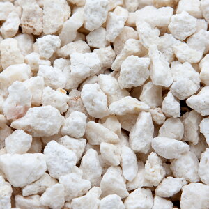 ς݁@CDPDFarm@fossil@coral@΃TSfBA@STCY@1kg@JVEAN^[p@֓