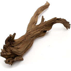 形状お任せ　煮込み済み　ゴーストウッド　Lサイズ（約50〜70cm）　1本　レイアウト素材　流木　関東当日便