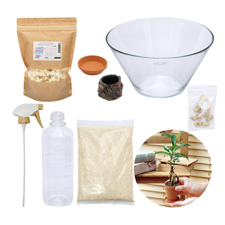 楽天市場 オカヤドカリ 観葉植物 動画で作る 体験キット08 オカヤドカリ ガジュマルの森 飼育セット オカヤドカリ付き 北海道冬季発送不可 Charm 楽天市場店 楽天市場 オカヤドカリ 観葉植物 動画で作る 体験キット08 オカヤドカリ ガジュマルの森 飼育セット オカヤドカリ付き 北海道冬季発送不可 Charm 楽天市場店