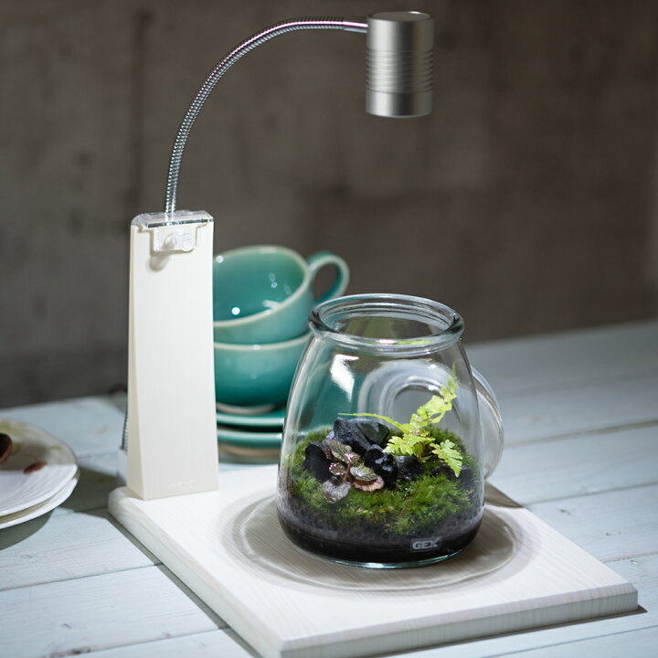 楽天市場 観葉植物 テラリウム ｇｅｘ ボトリウム ネイチャーセット ベース ライト付 ホワイト 沖縄別途送料 Charm 楽天市場店
