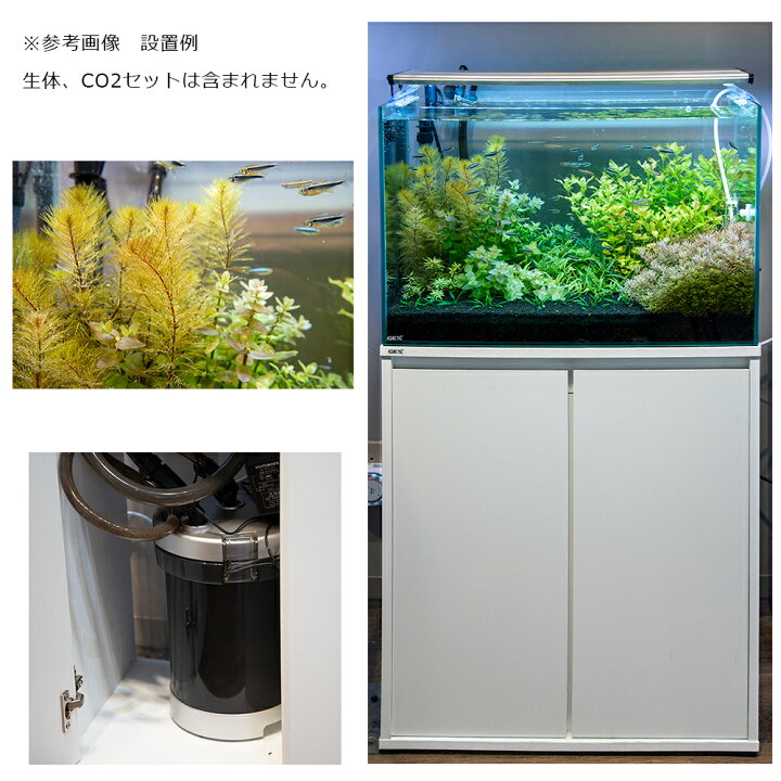 楽天市場 水草 ｇｅｘ グラステリア６００ 水上葉 レイアウトセット ６０ｃｍ水槽用 ８種 ｃｒｙ パルヴァ ２ポット 本州四国限定 お一人様１点限り Charm 楽天市場店