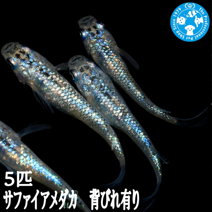 楽天市場】（めだか）サファイアメダカ 背びれ有り（5匹） : charm 