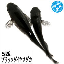 楽天市場】ブラックダイヤ メダカ（観賞魚｜熱帯魚・アクアリウム 