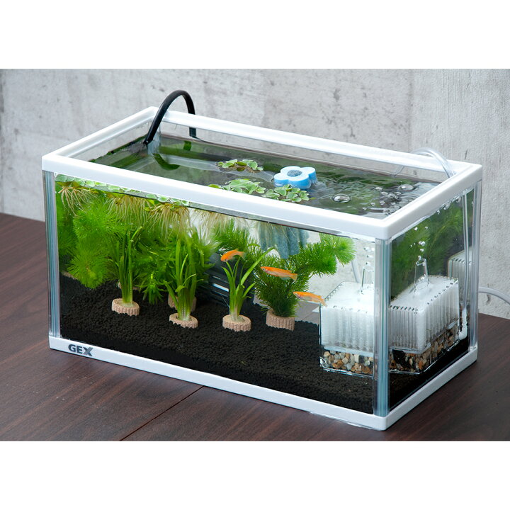 楽天市場】(めだか)(水草)GEX メダカ元気 かんたん飼育セット S メダカ&浮草セット 本州四国限定 お一人様1点限り : charm 楽天市場店 楽天市場】(めだか)(水草)GEX メダカ元気 かんたん飼育セット S メダカ&浮草セット 本州四国限定 お一人様1点限り : charm 楽天市場店