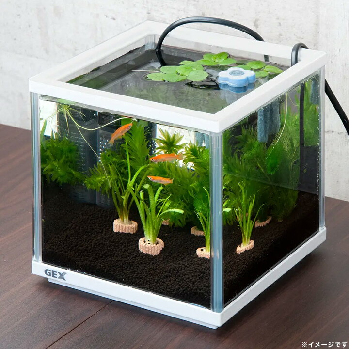 Gex メダカ元気 Cube 稚魚育成 フィルター 0 メダカ専用設計 ポンプセット 産卵 メダカのための水槽セット