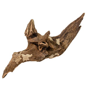 JUN@؁@z[Ebh@6`15cm@֓