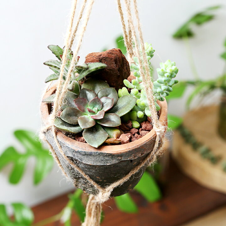 楽天市場 観葉植物 動画で作る 体験キット１４ かんたんマクラメ モスポット多肉植え スタンダード 赤 Charm 楽天市場店